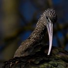 Portrait ibis