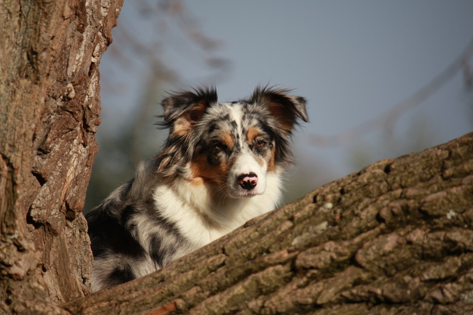 - Portrait im Baum -