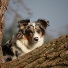 - Portrait im Baum -