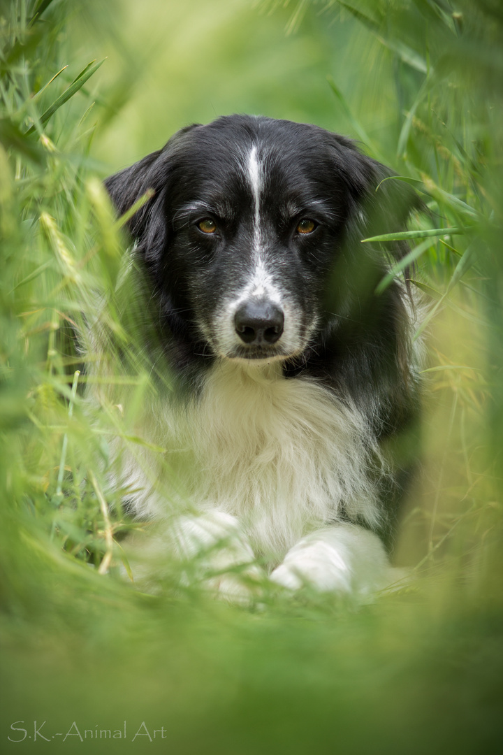 Portrait im Feld