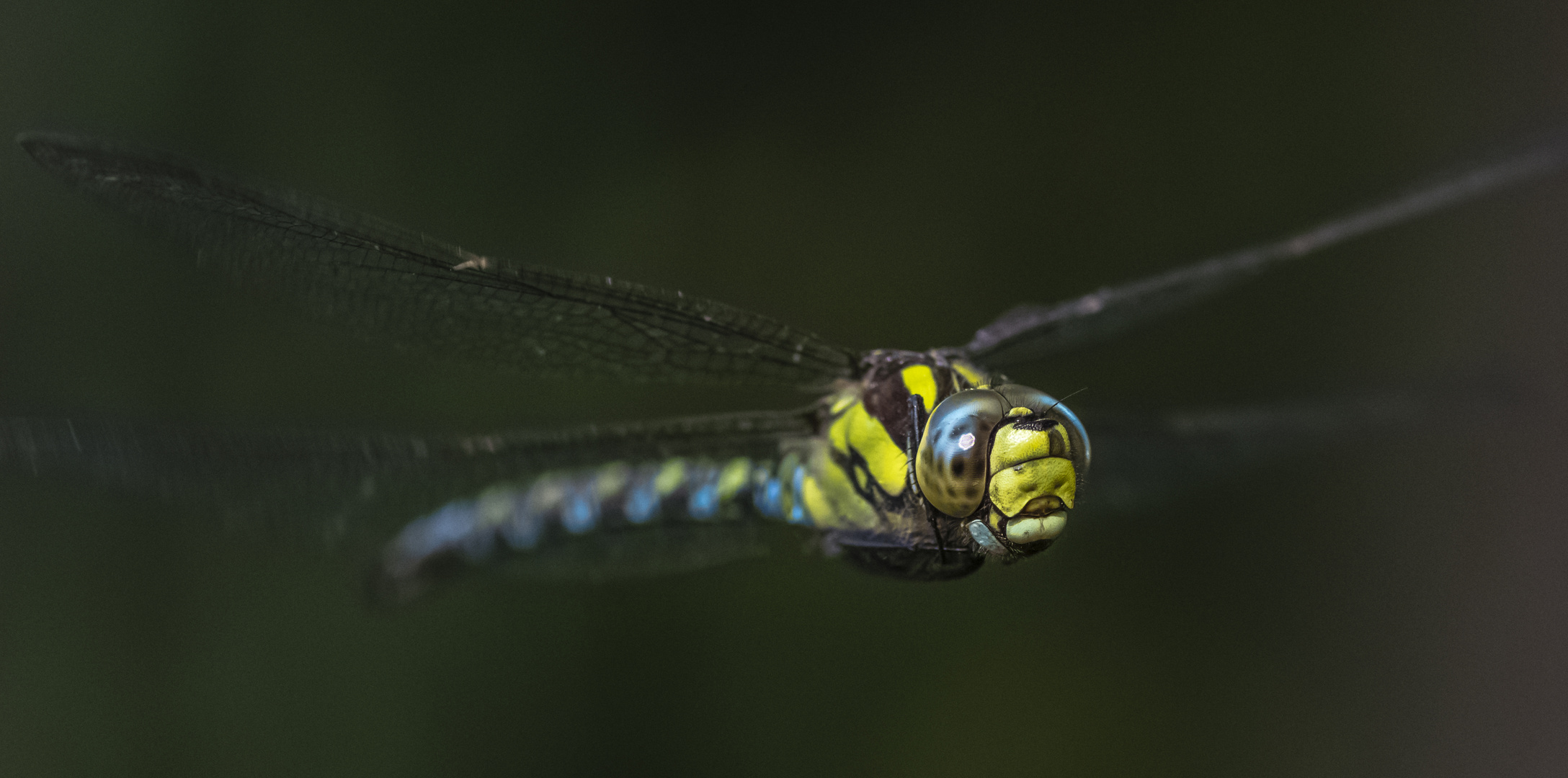 Portrait im Flug