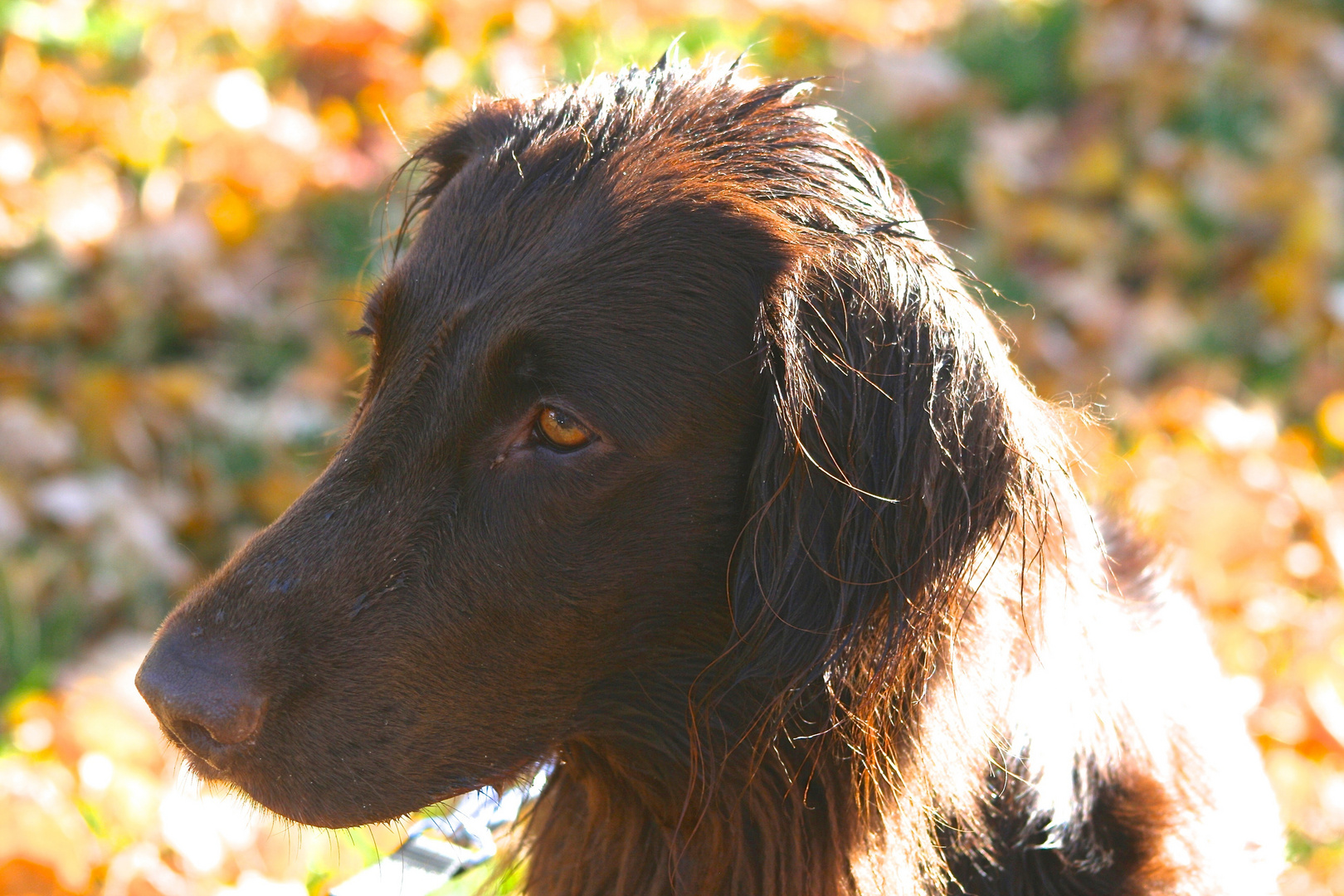 Portrait im Herbst