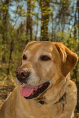 Portrait im Hünxer Wald