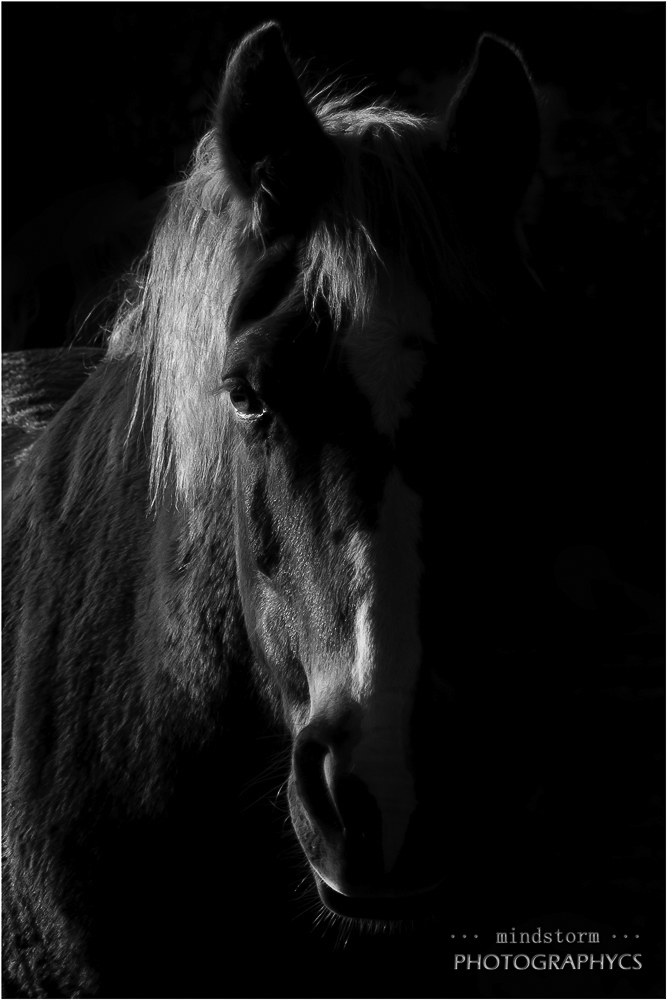 portrait im morgenlicht...