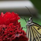 Portrait im Schmetterlingspark