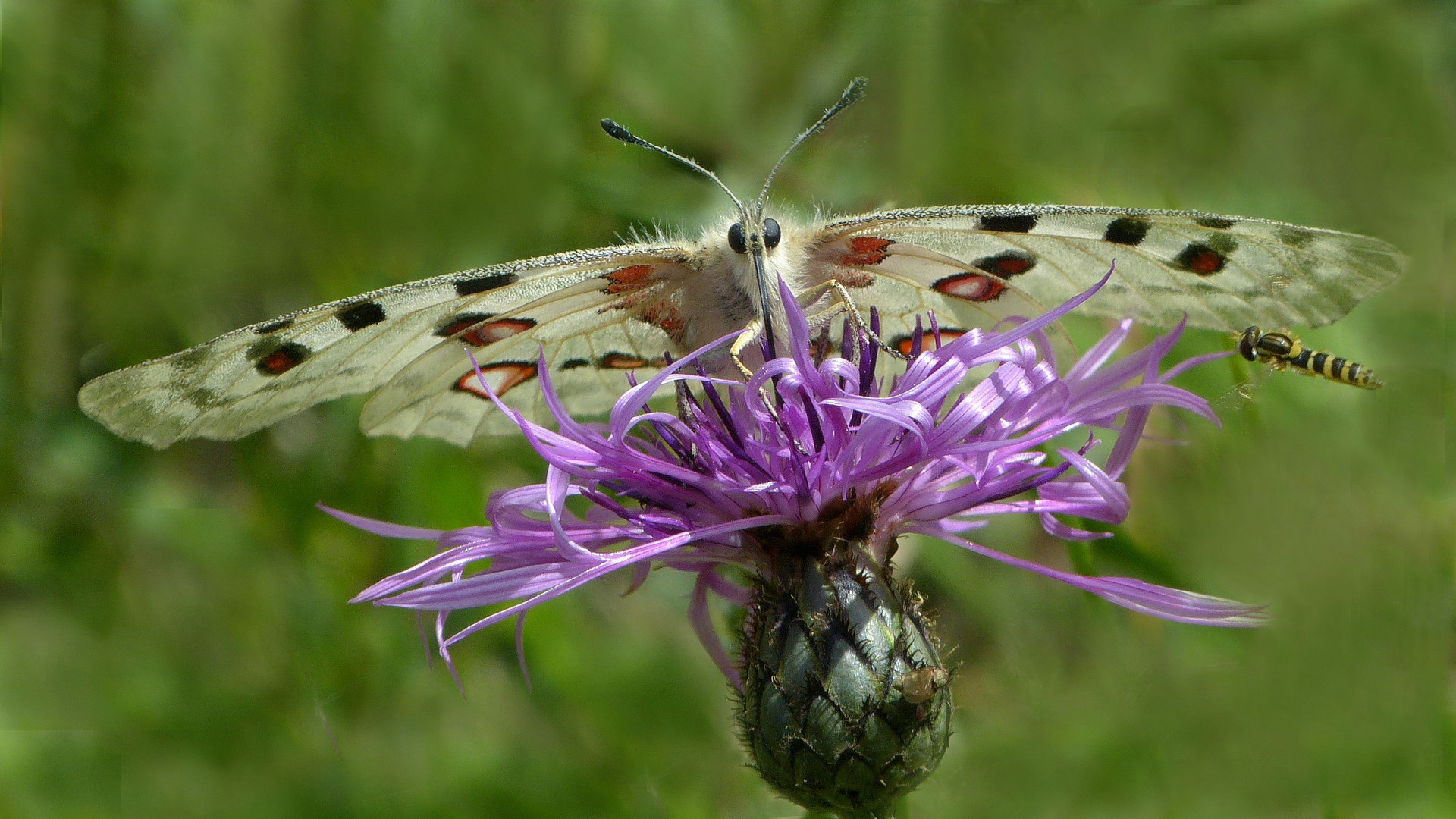 Portrait im Sommerwind