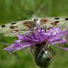 Portrait im Sommerwind