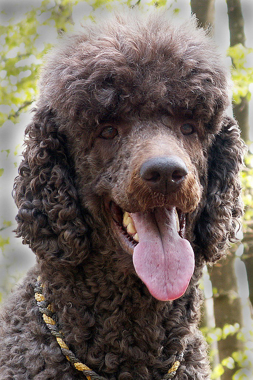 portrait im wald