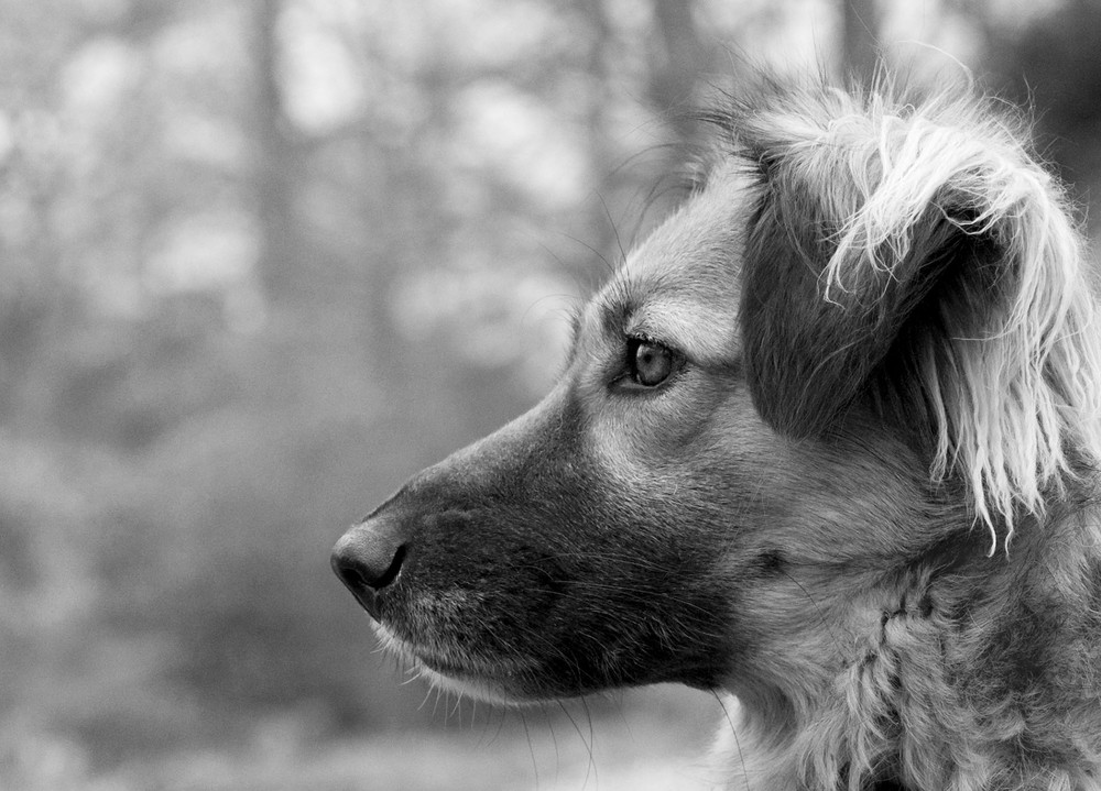 Portrait im Wald