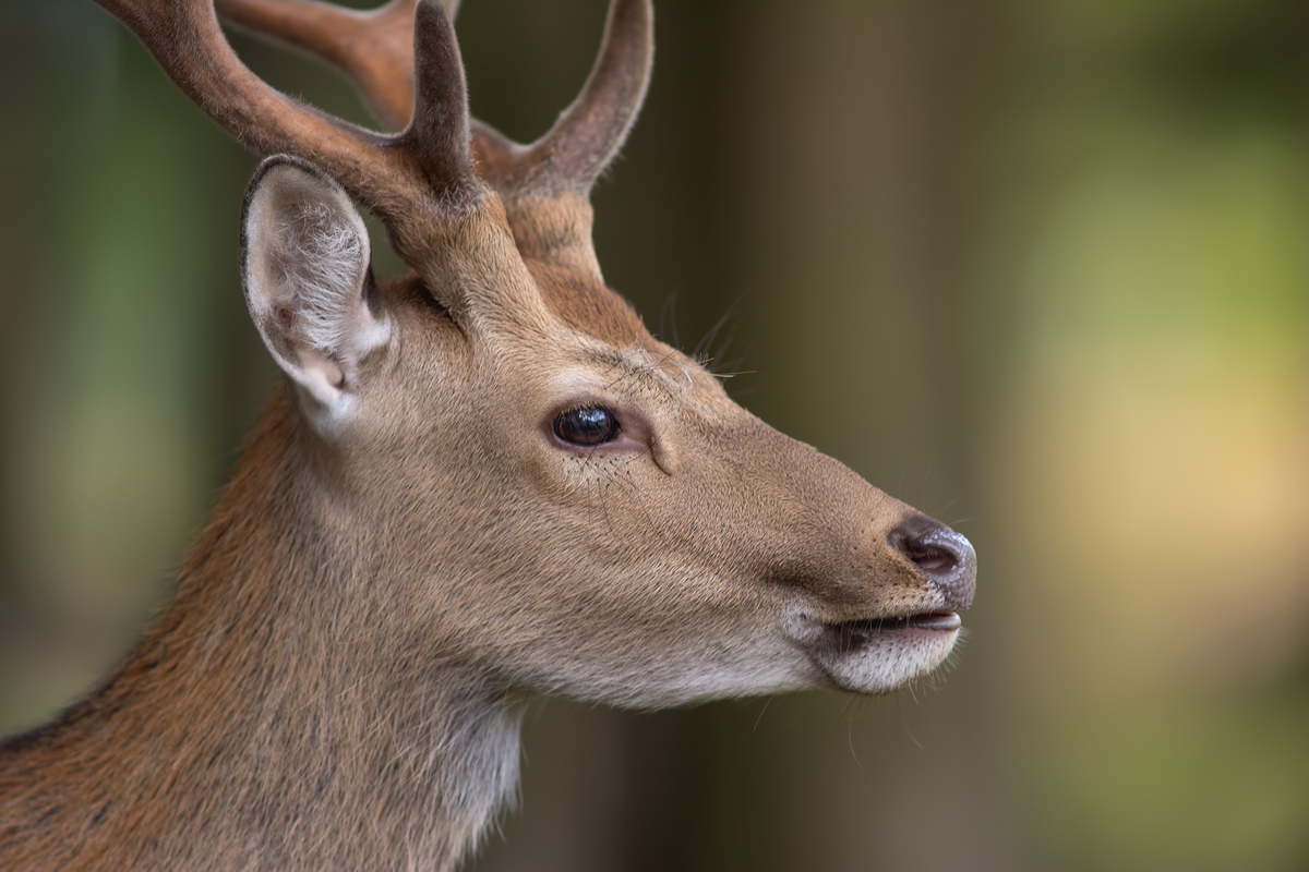 Portrait im Wald