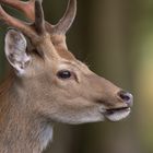 Portrait im Wald