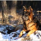 Portrait im Wald