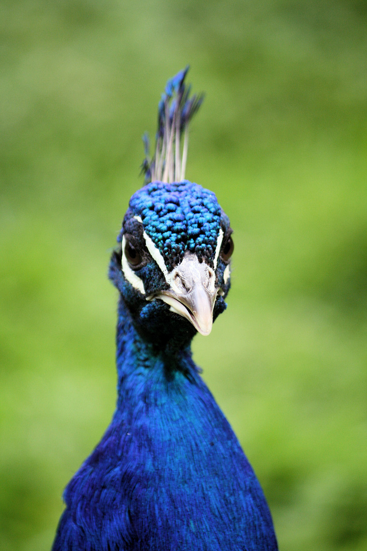 Portrait in Blau