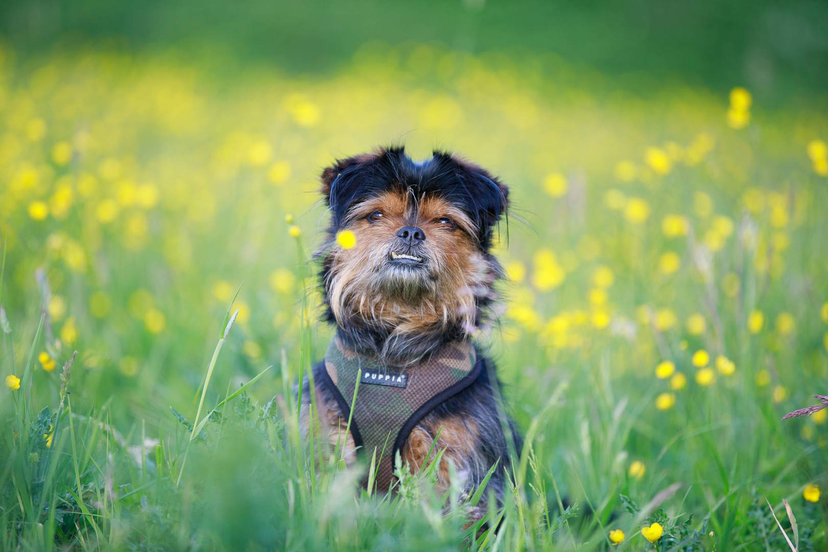 Portrait in Butterblumen