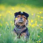 Portrait in Butterblumen