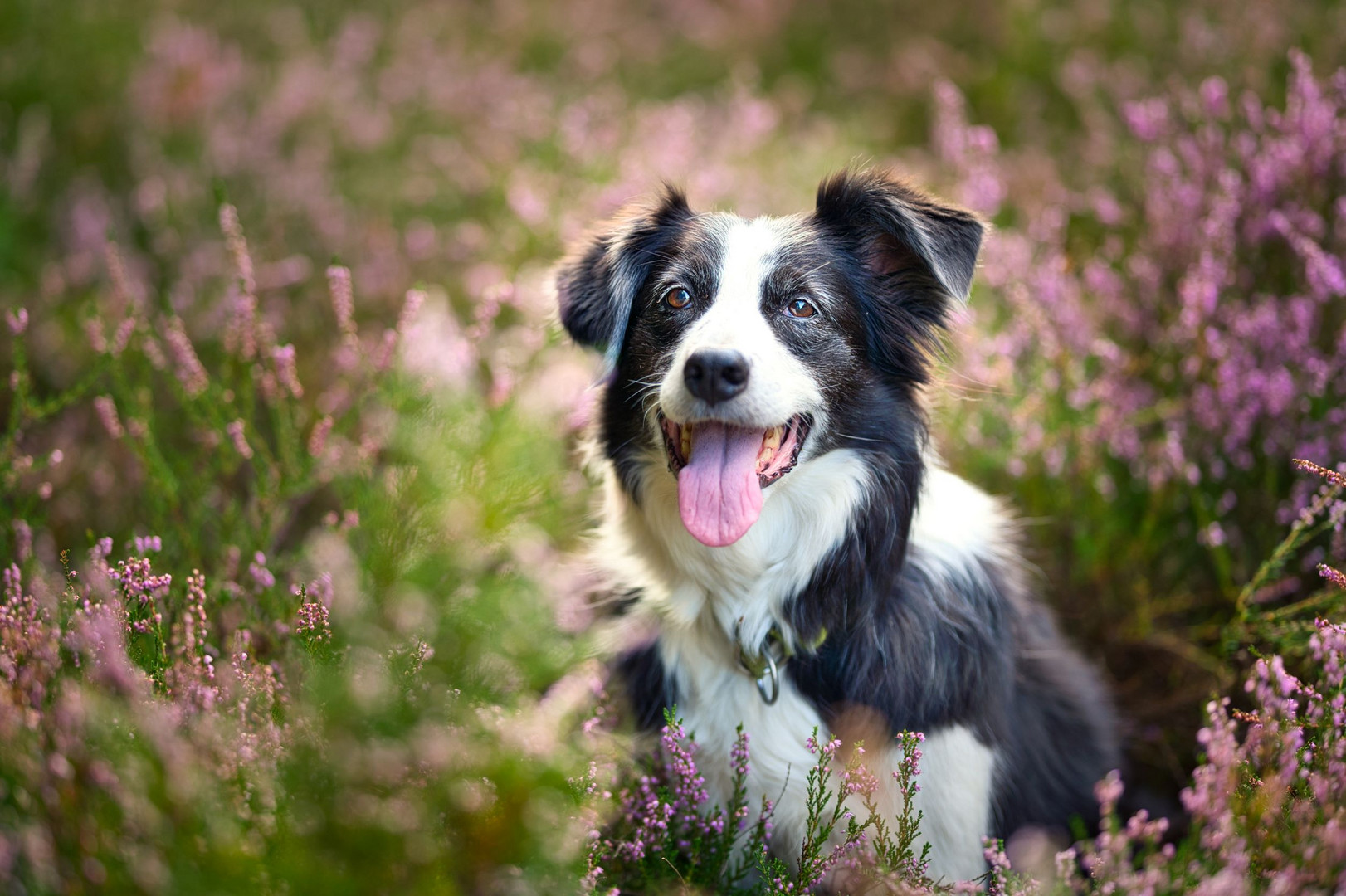 Portrait in der Heide