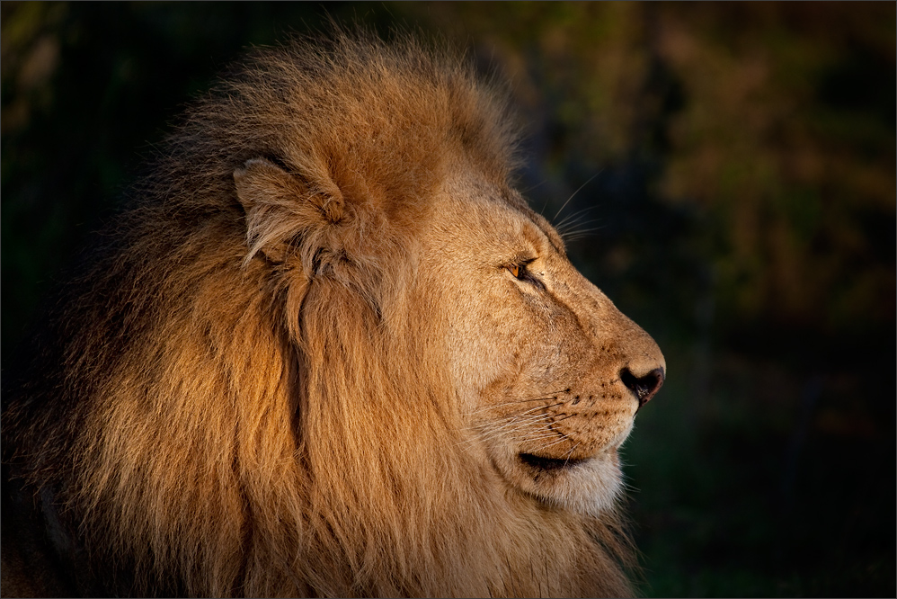 Portrait in der Morgensonne