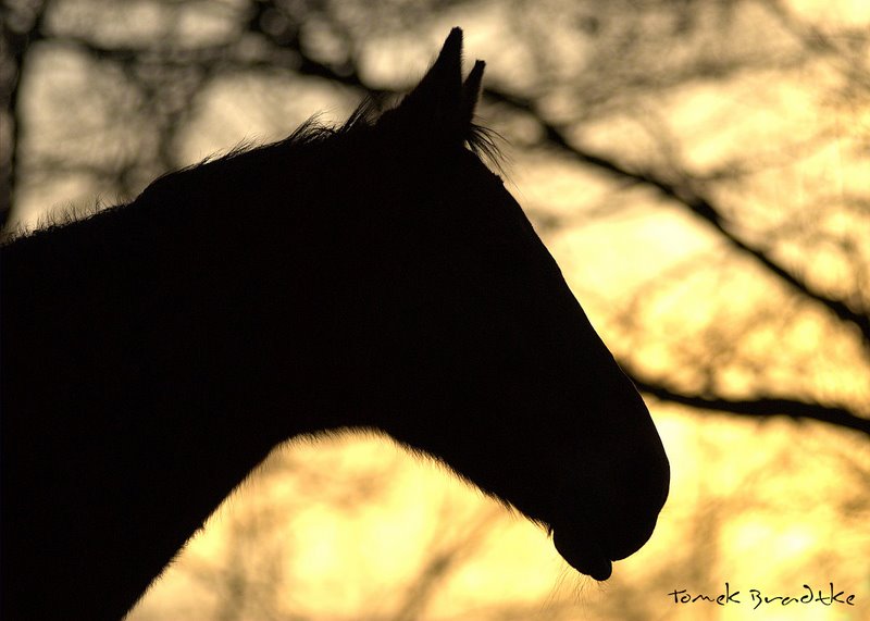 Portrait in Sonnenuntergang