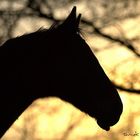 Portrait in Sonnenuntergang