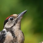 Portrait JUNGER BUNTSPECHT