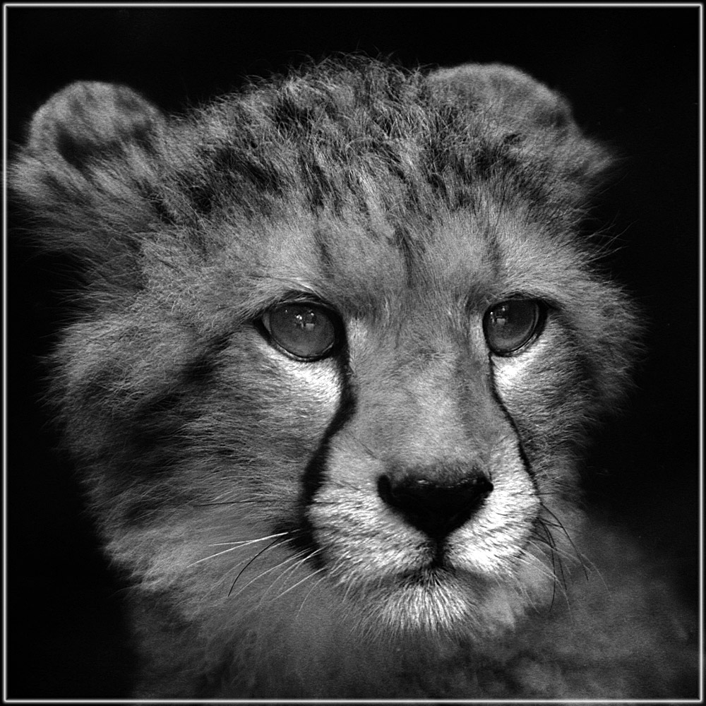 Portrait junger Gepard