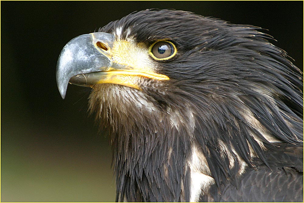 Portrait junger Weisskopfseeadler