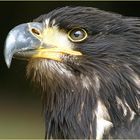 Portrait junger Weisskopfseeadler