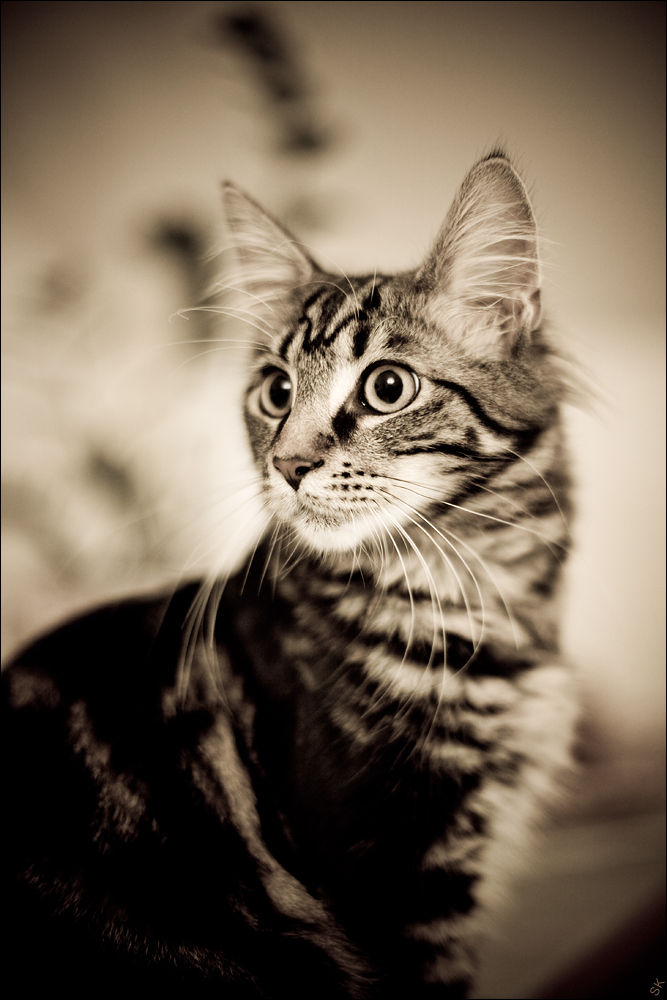 Portrait Jungkater Spiky