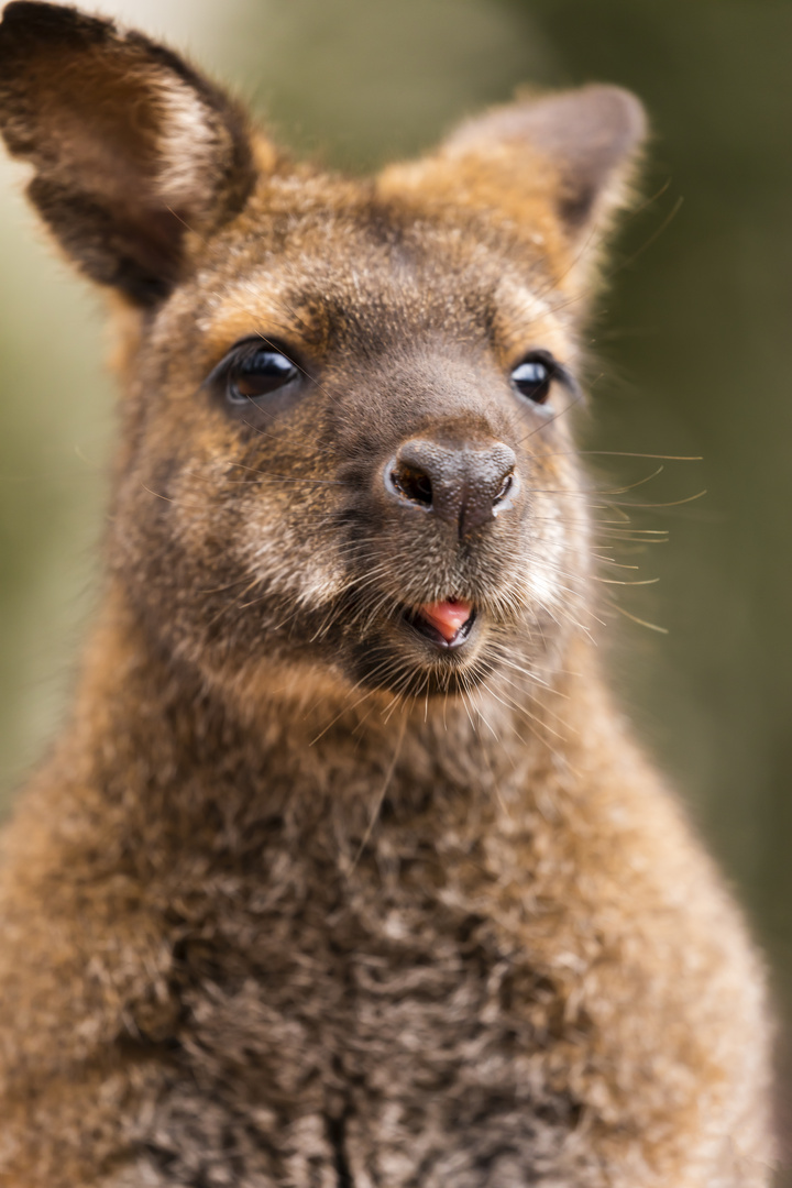 Portrait Känguru