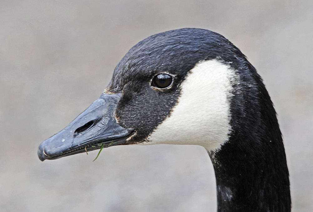 Portrait Kanadagans