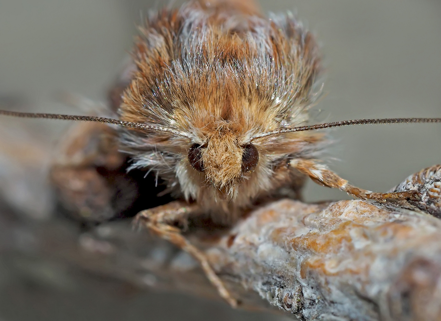 Portrait: Kiefern-Forleule-Baby (Panolis flammea) - Le portrait de la Noctuelle du pin.