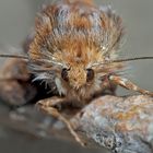 Portrait: Kiefern-Forleule-Baby (Panolis flammea) - Le portrait de la Noctuelle du pin.