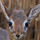 Portrait Kirk- Dikdik