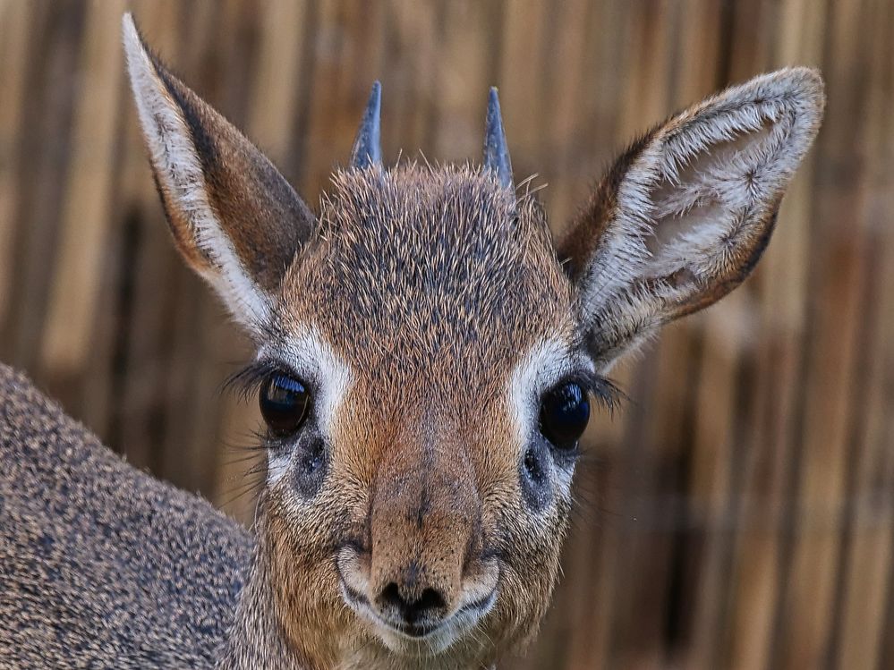 Portrait Kirk- Dikdik