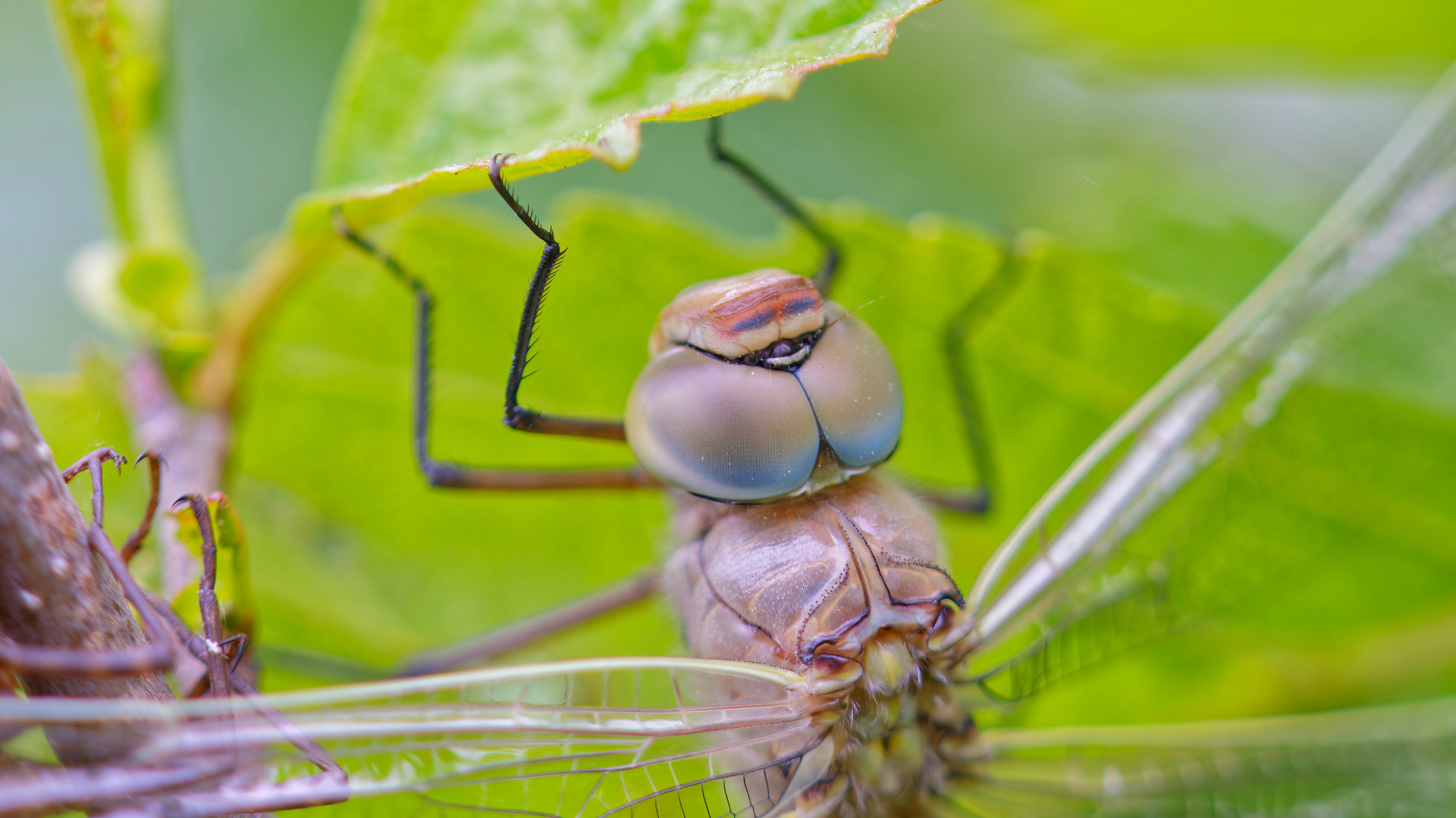 Portrait Kleine Königslibelle