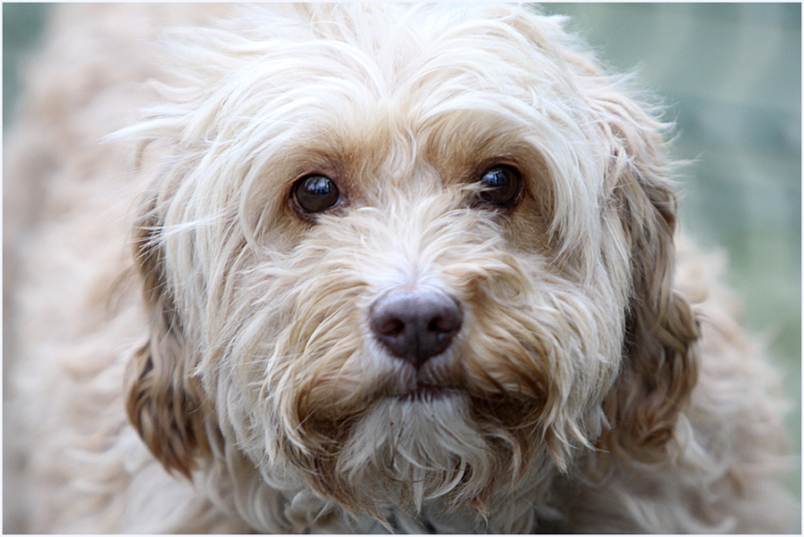 Portrait Kleiner Hund