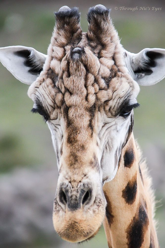 Portrait Klingonen-Giraffe