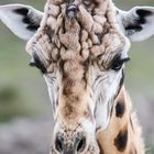 Portrait Klingonen-Giraffe