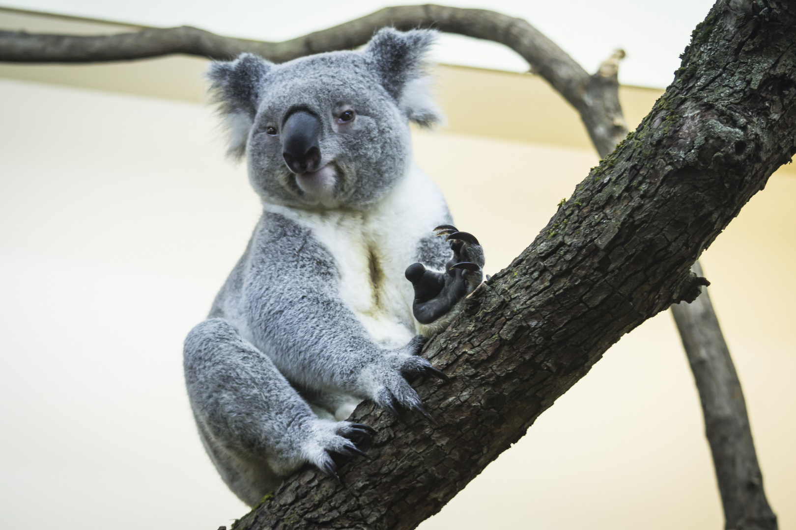 Portrait Koala Wiri Wiri