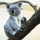 Portrait Koala Wiri Wiri