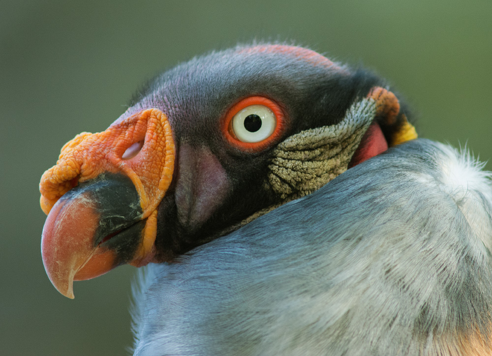 Portrait Königsgeier