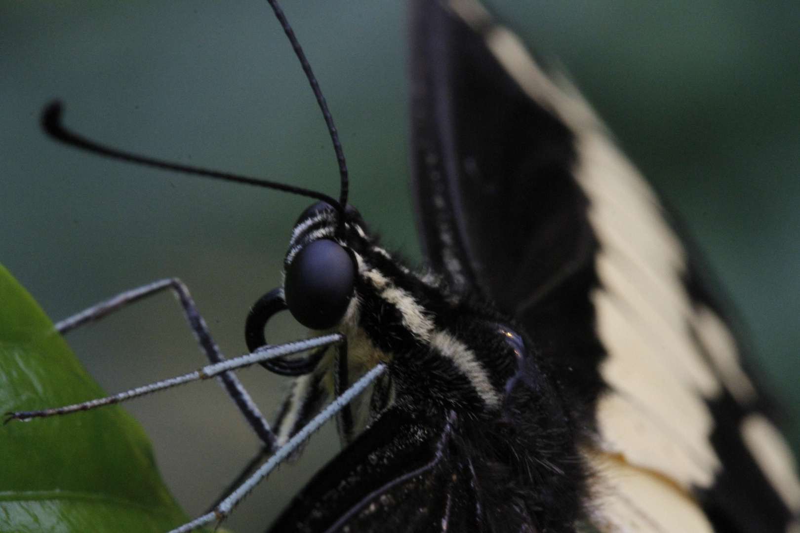 Portrait:  Königspage  -  Papilio thoas