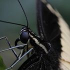 Portrait:  Königspage  -  Papilio thoas