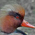 Portrait Kolbenente