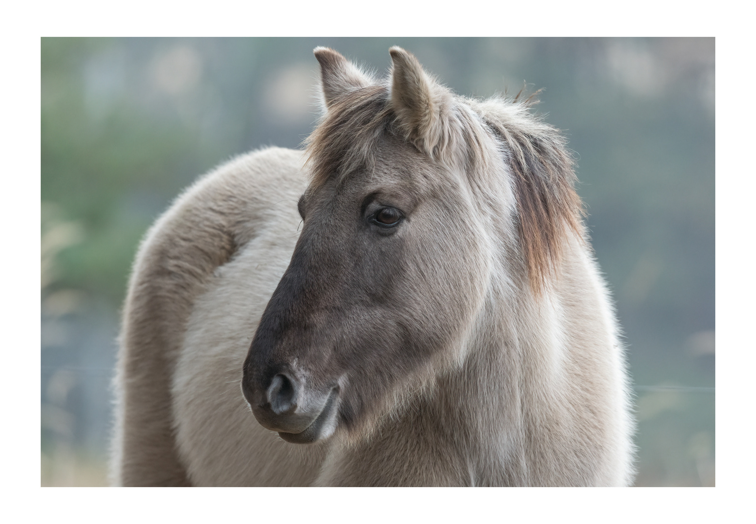 Portrait Konik