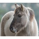 Portrait Konik