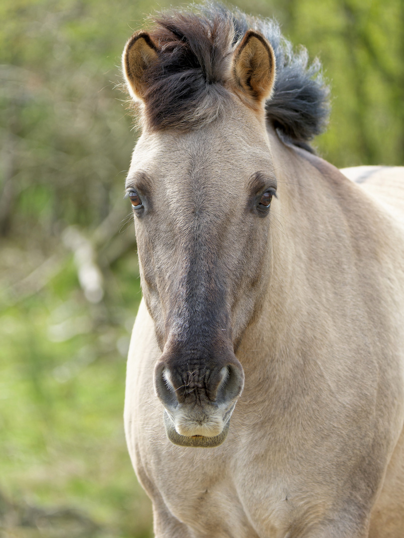 Portrait Konikpony 