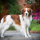 Portrait Kooikerhondje