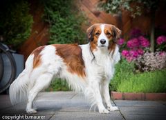 Portrait Kooikerhondje