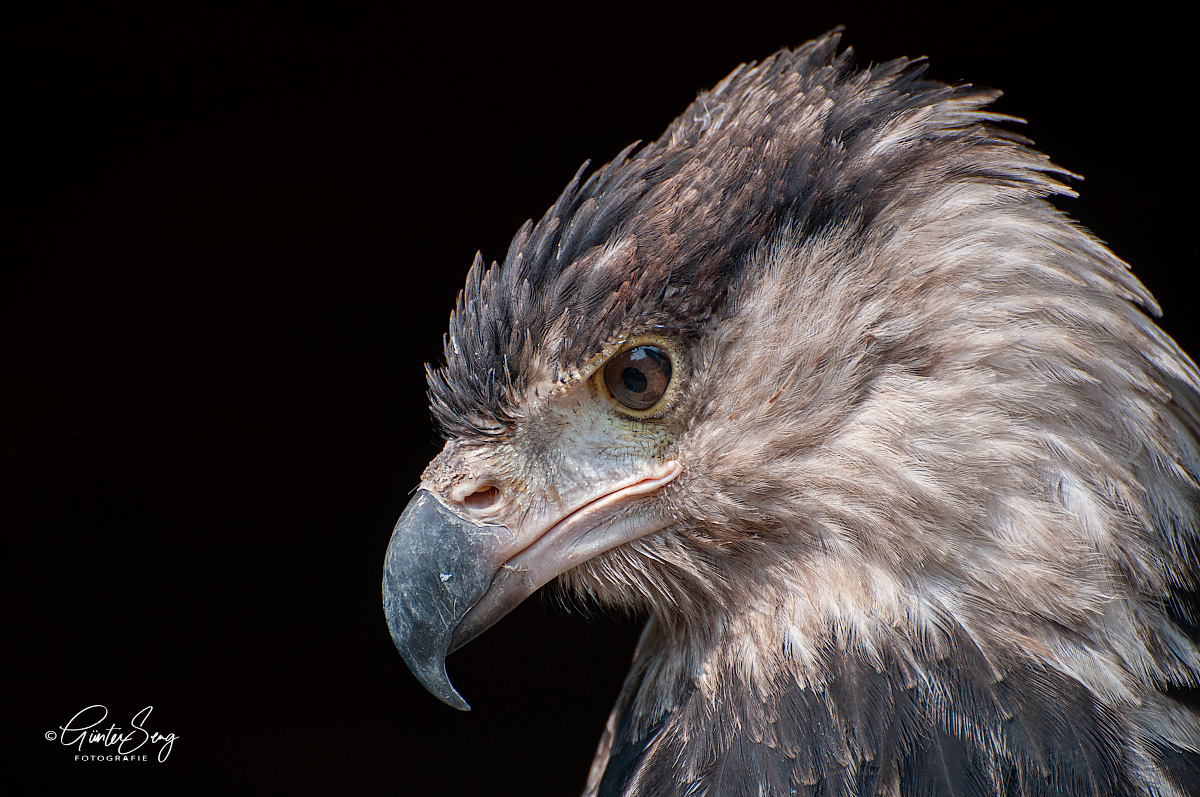 Portrait Kordillerenadler